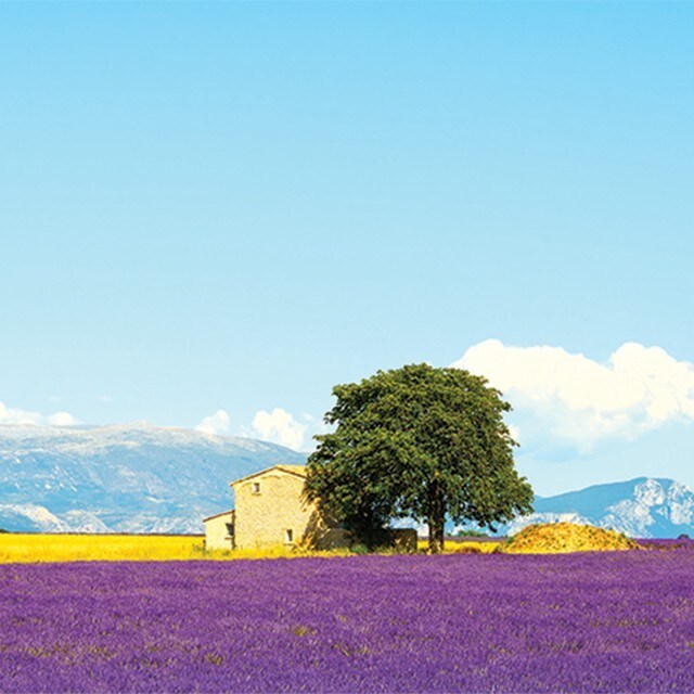 Curiozitati ale bucatariei frantuzesti