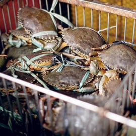 4. Crustacee si moluste 4. Crustacee si moluste