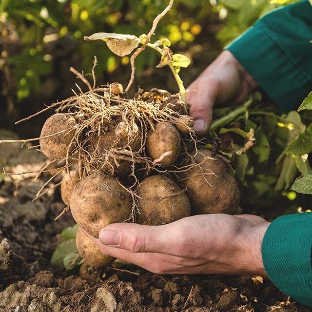 Povestea unui gust complet pentru preparatele tale cu cartofi